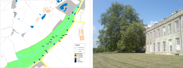 tree consultancy image