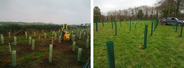 forestry management image