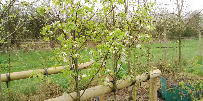 tree supply