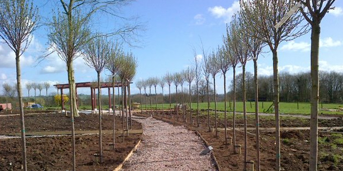 tree supply